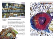 Grosspolypige Steinkorallen im Meerwasseraquarium - Abbildung 2