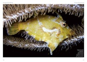 Grosspolypige Steinkorallen im Meerwasseraquarium - Abbildung 3