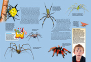 Entdecke die Spinnen - Abbildung 3