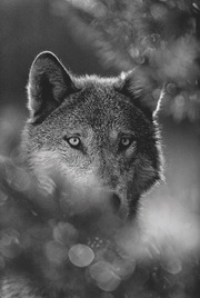 Das geheime Wissen der Wölfe - Illustrationen 2