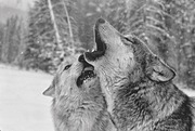 Das geheime Wissen der Wölfe - Illustrationen 10