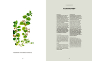 Das Wald-Kochbuch - Illustrationen 4