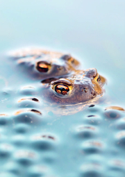 Wunderwelt heimische Amphibien - Abbildung 2