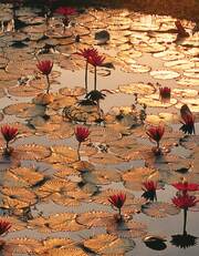 Blankbook Lotus Pond