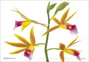 Orchideen - Abbildung 1