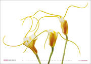 Orchideen - Abbildung 3