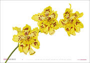 Orchideen - Abbildung 4