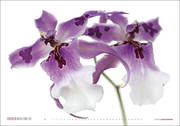 Orchideen - Abbildung 5