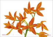 Orchideen - Abbildung 9