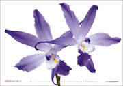 Orchideen - Abbildung 10
