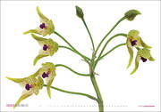 Orchideen - Abbildung 12