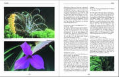 Bromelien, Orchideen und Farne im Tropenterrarium - Abbildung 1