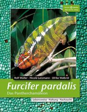 Furcifer pardalis - Das Pantherchamäleon