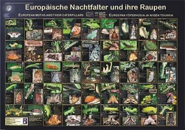 Europäische Nachtfalter und ihre Raupen