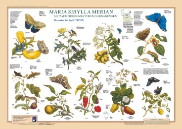 Maria Sibylla Merian: Metamorphosis Insectorum Surinamensium