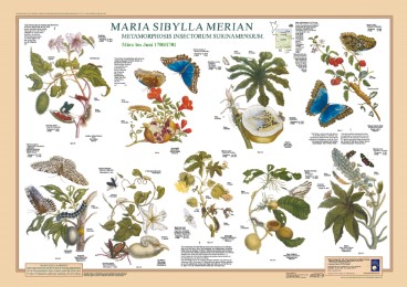 Maria Sibylla Merian: Metamorphosis Insectorum Surinamensium.  März bis Juni 170