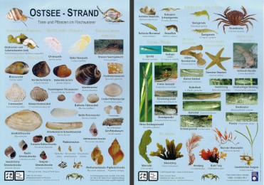 Ostsee-Strand - Cover