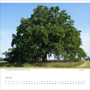 Sagenhafte Baumgestalten 2024 - Abbildung 2
