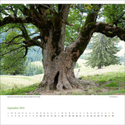 Sagenhafte Baumgestalten 2024 - Abbildung 4