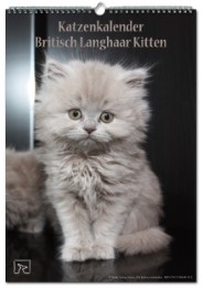 Katzenkalender Britisch Langhaar Kitten