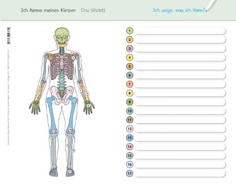 Ich kenne meinen Körper - Das Skelett - Abbildung 1