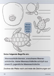 Ich kenne die Meeresschildkröte - Lebenszyklus - Abbildung 2
