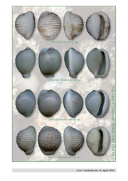 Revision of the Genus Triviella Jousseaume, 1884 (Mollusca, Gastropoda) - Abbildung 1