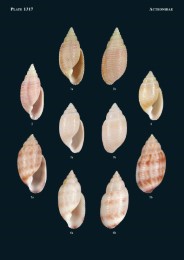 Philippine Marine Mollusks, Vol. V - Abbildung 1