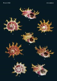 Philippine Marine Mollusks, Vol. V - Abbildung 2