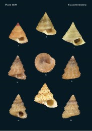 Philippine Marine Mollusks, Vol. V - Abbildung 3