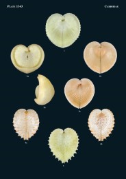 Philippine Marine Mollusks, Vol. V - Abbildung 4