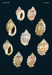 Philippine Marine Mollusks, Vol. V - Abbildung 6