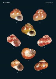 Philippine Marine Mollusks, Vol. V - Abbildung 7