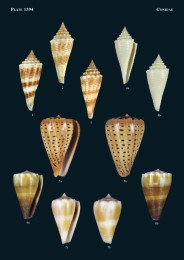 Philippine Marine Mollusks, Vol. V - Abbildung 8