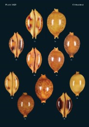 Philippine Marine Mollusks, Vol. V - Abbildung 9