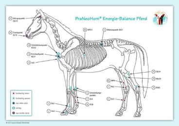 PraNeoHom Akupunktur Tafel Pferd