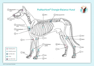 PraNeoHom Akupunktur-Tafel Hund - Cover