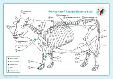 PraNeoHom Akupunktur Tafel Rind/Kuh