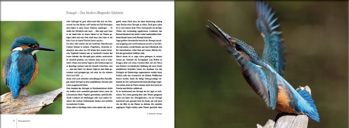 Vögel in Norddeutschland - Abbildung 11