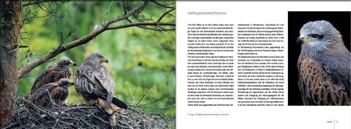Vögel in Norddeutschland - Abbildung 8