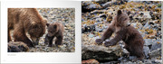 Vom Grizzly zum Teddybär - Abbildung 4