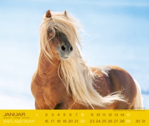 Shetland Pony 2017 - Abbildung 1