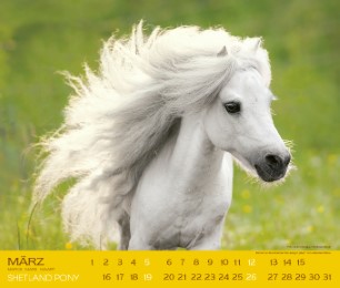 Shetland Pony 2017 - Abbildung 3