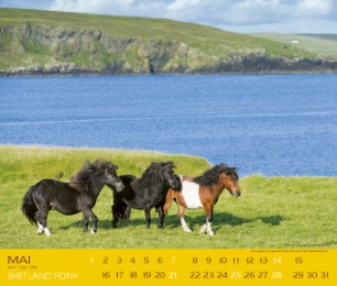 Shetland Pony 2017 - Abbildung 5