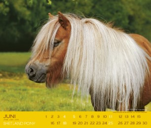Shetland Pony 2017 - Abbildung 6