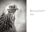 Literarische Hühner - Abbildung 3