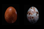 Eier - Ursprung des Lebens - Abbildung 1