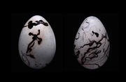 Eier - Ursprung des Lebens - Abbildung 2