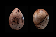 Eier - Ursprung des Lebens - Abbildung 3
