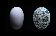 Eier - Ursprung des Lebens - Abbildung 5